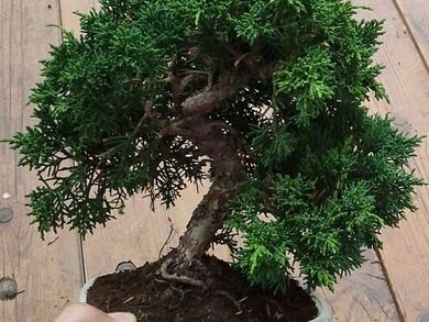 JUNIPERUS CHINENSIS