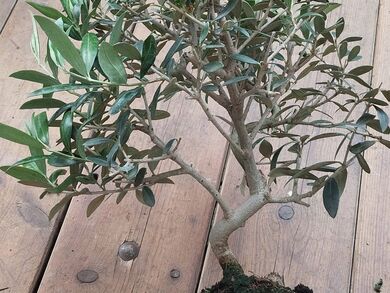 OLEA EUROPEA