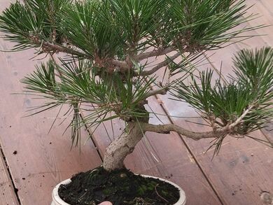 PINUS THUMBERGII