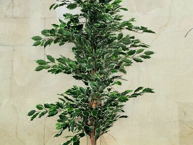 Ficus 170cm